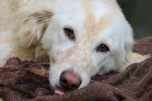 MARLA, Hund, Mischlingshund in Weilburg - Bild 2