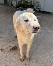 MARLA, Hund, Mischlingshund in Weilburg - Bild 20