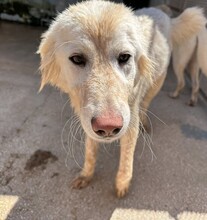 MARLA, Hund, Mischlingshund in Weilburg - Bild 21