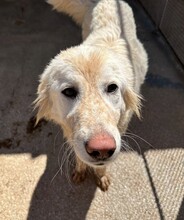 MARLA, Hund, Mischlingshund in Weilburg - Bild 22