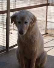 MARLA, Hund, Mischlingshund in Weilburg - Bild 23