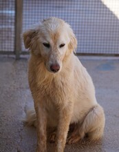 MARLA, Hund, Mischlingshund in Weilburg - Bild 24