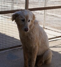 MARLA, Hund, Mischlingshund in Weilburg - Bild 25