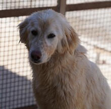 MARLA, Hund, Mischlingshund in Weilburg - Bild 26