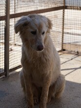 MARLA, Hund, Mischlingshund in Weilburg - Bild 27