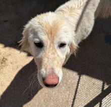MARLA, Hund, Mischlingshund in Weilburg - Bild 28