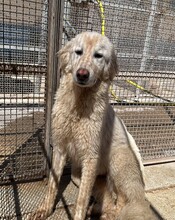MARLA, Hund, Mischlingshund in Weilburg - Bild 29