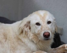 MARLA, Hund, Mischlingshund in Weilburg - Bild 3
