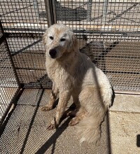 MARLA, Hund, Mischlingshund in Weilburg - Bild 30