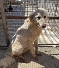 MARLA, Hund, Mischlingshund in Weilburg - Bild 32