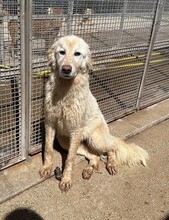 MARLA, Hund, Mischlingshund in Weilburg - Bild 33