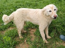 MARLA, Hund, Mischlingshund in Weilburg - Bild 34