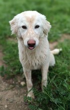 MARLA, Hund, Mischlingshund in Weilburg - Bild 35