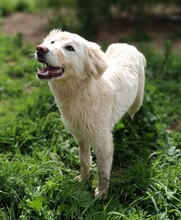 MARLA, Hund, Mischlingshund in Weilburg - Bild 36