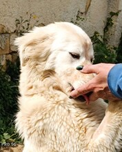 MARLA, Hund, Mischlingshund in Weilburg - Bild 37