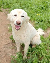 MARLA, Hund, Mischlingshund in Weilburg - Bild 38
