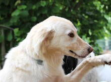 MARLA, Hund, Mischlingshund in Weilburg - Bild 4