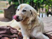 MARLA, Hund, Mischlingshund in Weilburg - Bild 5
