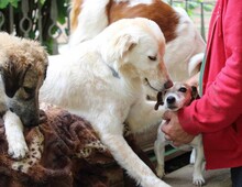 MARLA, Hund, Mischlingshund in Weilburg - Bild 6