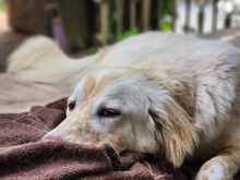 MARLA, Hund, Mischlingshund in Weilburg - Bild 7