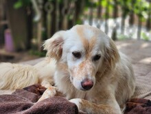MARLA, Hund, Mischlingshund in Weilburg - Bild 8