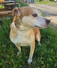 JACK, Hund, Mischlingshund in Slowakische Republik - Bild 11