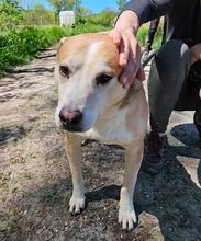 JACK, Hund, Mischlingshund in Slowakische Republik - Bild 15