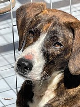 JURI, Hund, Mischlingshund in Griechenland - Bild 1