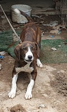 JURI, Hund, Mischlingshund in Griechenland - Bild 2