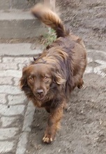 TÜNDI, Hund, Mischlingshund in Brand-Erbisdorf