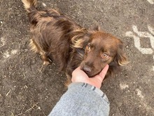 TÜNDI, Hund, Mischlingshund in Brand-Erbisdorf - Bild 2