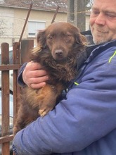 TÜNDI, Hund, Mischlingshund in Brand-Erbisdorf - Bild 3