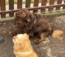 TÜNDI, Hund, Mischlingshund in Brand-Erbisdorf - Bild 4