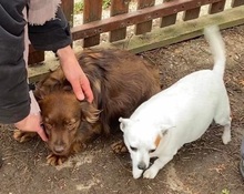 TÜNDI, Hund, Mischlingshund in Brand-Erbisdorf - Bild 5