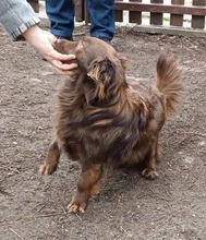 TÜNDI, Hund, Mischlingshund in Brand-Erbisdorf - Bild 6
