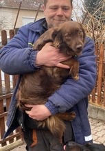 TÜNDI, Hund, Mischlingshund in Brand-Erbisdorf - Bild 7