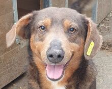 IVO, Hund, Mischlingshund in Rumänien - Bild 1