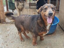 IVO, Hund, Mischlingshund in Rumänien - Bild 3