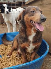 IVO, Hund, Mischlingshund in Rumänien - Bild 4
