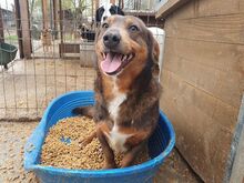 IVO, Hund, Mischlingshund in Rumänien - Bild 5