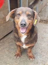 IVO, Hund, Mischlingshund in Rumänien - Bild 6