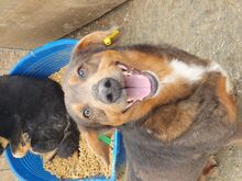 IVO, Hund, Mischlingshund in Rumänien - Bild 7