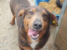 IVO, Hund, Mischlingshund in Rumänien - Bild 8