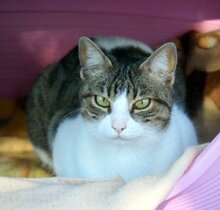 MICA, Katze, Europäisch Kurzhaar in München