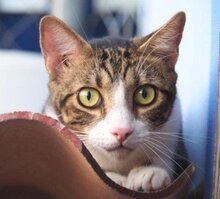 MICA, Katze, Europäisch Kurzhaar in München - Bild 2