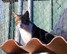 MICA, Katze, Europäisch Kurzhaar in München - Bild 3