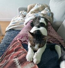 MICA, Katze, Europäisch Kurzhaar in München - Bild 4