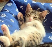 MICA, Katze, Europäisch Kurzhaar in München - Bild 5