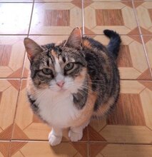 MALAGA, Katze, Europäisch Kurzhaar in Haar