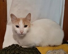 BLONDA, Katze, Europäisch Kurzhaar in Ottobrunn